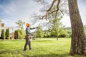 Best Fruit Tree Pruning  in Auburn, GA