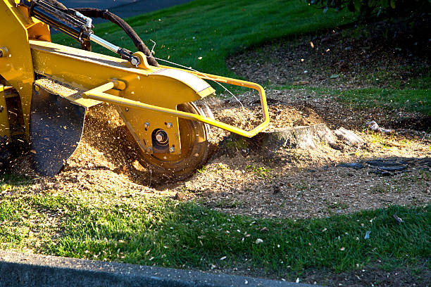 Best Sod Installation  in Auburn, GA