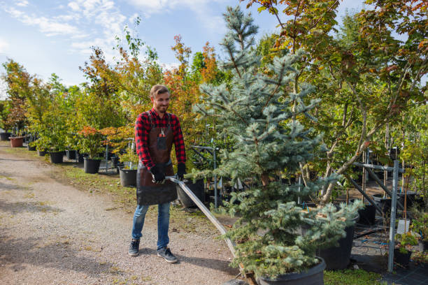 Best Tree Risk Assessment  in Auburn, GA