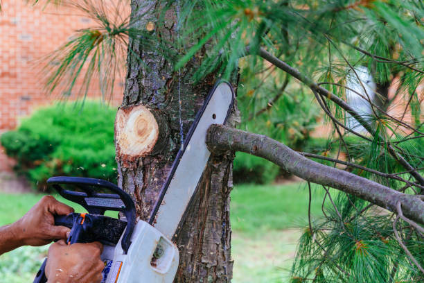 Best Tree Maintenance Programs  in Auburn, GA